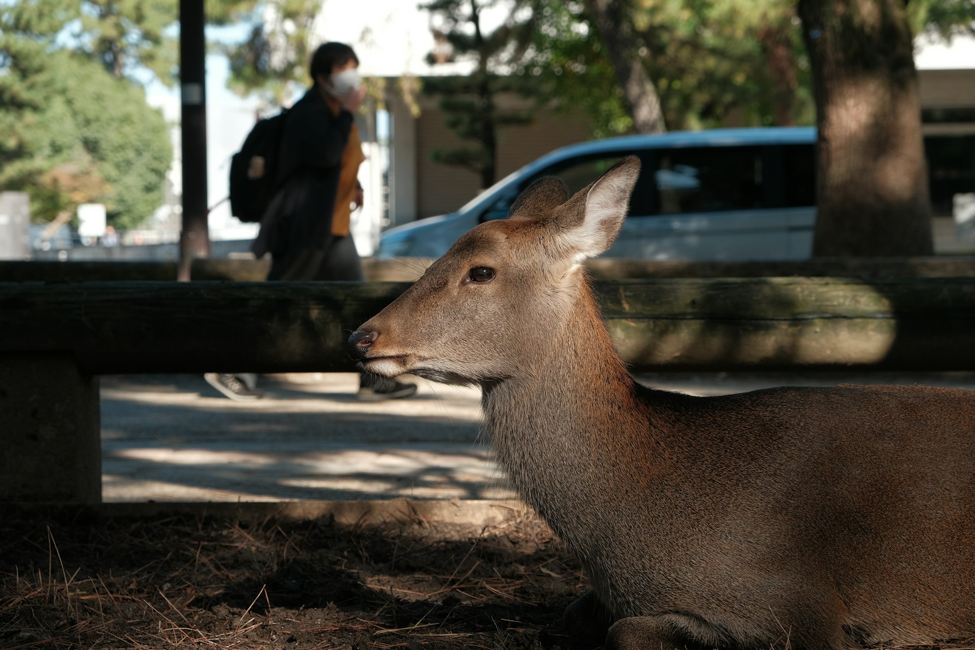 A deer rests near a person walking in a park.